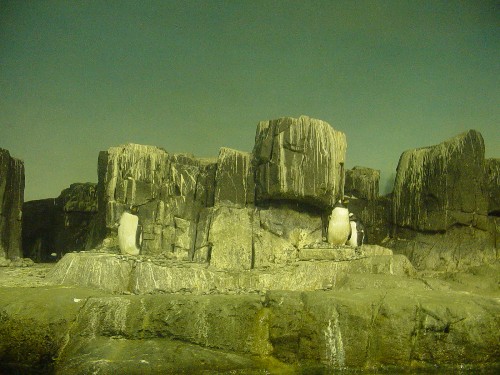 penguins.JPG
