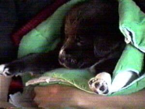 nippy puppy.jpg