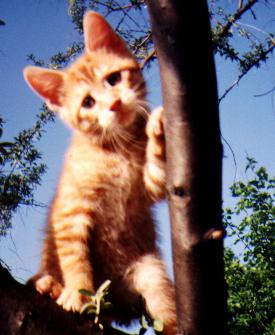 simba1.jpg