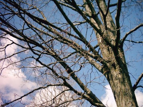 tree.jpg