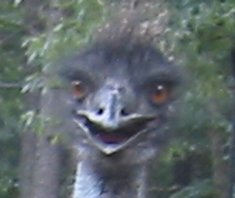 evil_birdie_2.jpg