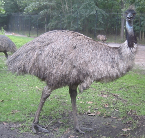 evil_birdie_1.jpg