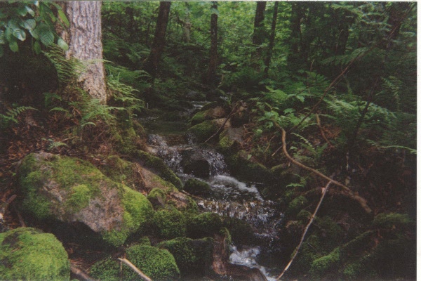 Rain Forest.jpg