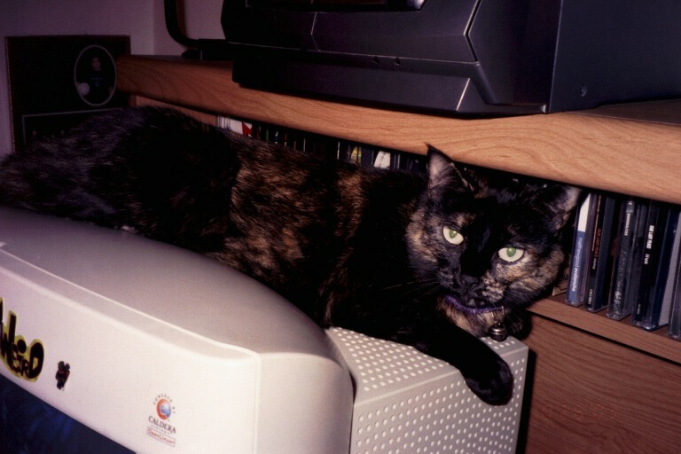 kitty2.jpg