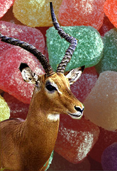 Antelope.jpg