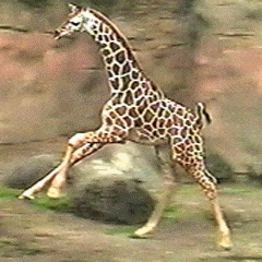 giraffe10.gif