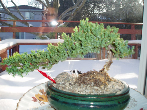 Bonsai.jpg