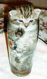 cat in a cup.jpg