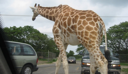 giraffe_behind_car.jpg