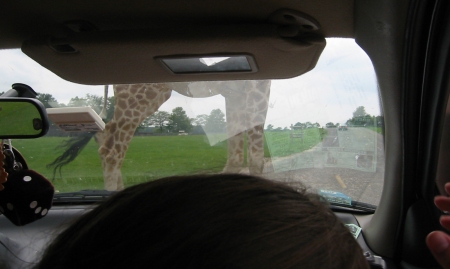 giraffe_bethanys_head.jpg