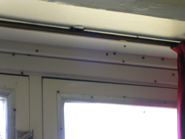 ladybugs 3.JPG