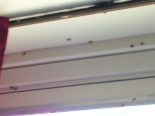 ladybugs 2.JPG