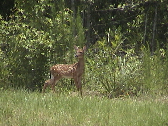deer in backyard 2.JPG
