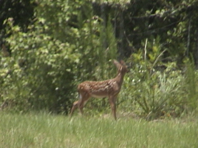 deer in backyard 1.JPG