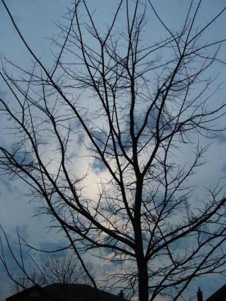 treeee.jpg