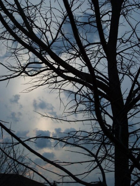 treee.jpg