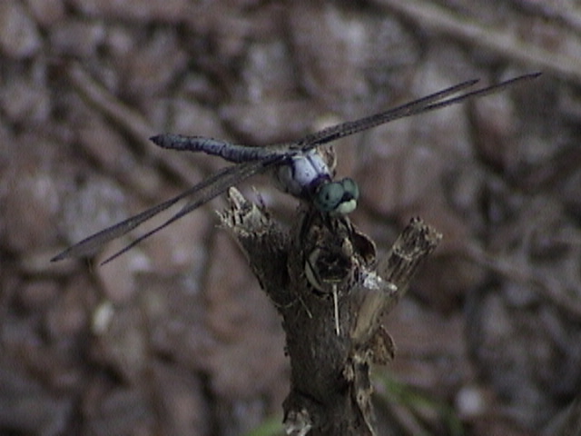 DSC00030.JPG
