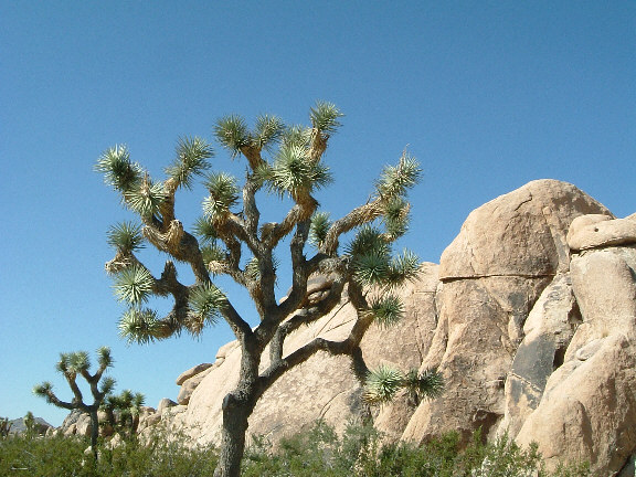 joshua tree 1.jpg