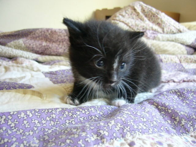This is Oreo... aw! He looks just like his Dad.. :D