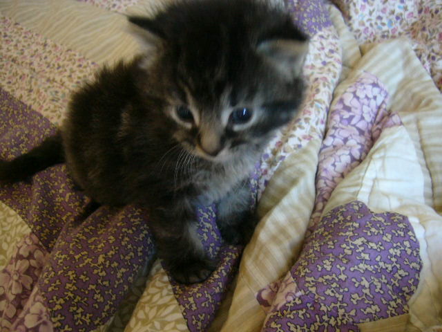 This is Dante. I named him after the author who wrote The Divine Comedy... I was reading it at the time.