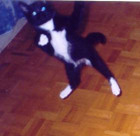 This is Boots a few weeks after we got him.
