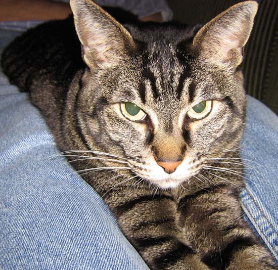 kitty1.jpg