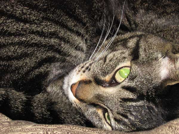 kitty3.jpg
