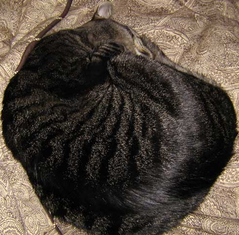 kitty2.jpg