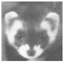 4Ch3_Ferret_Picture.gif