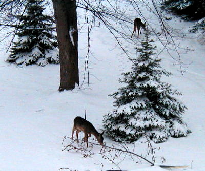deer.jpg