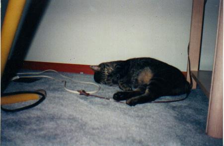 kitty.jpg