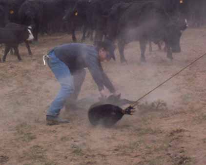 That's my dad turnhing the calf over.