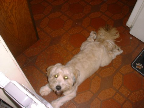 Dogs 0166.jpg