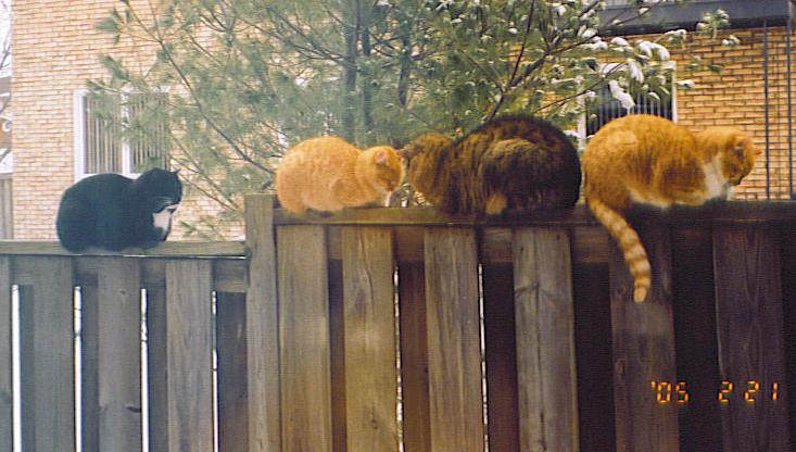 4 cats :O